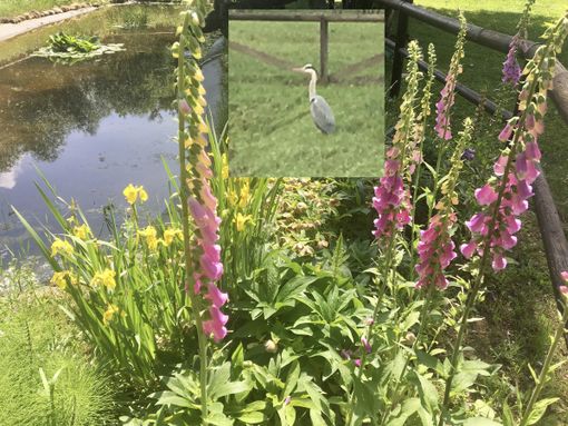 Fiori in Valle e un airone: protagonisti silenziosi dell'Olona