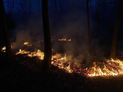 Un altro rogo nei boschi, questa volta a Gorla Maggiore Un altro rogo nei boschi, questa volta a Gorla Maggiore