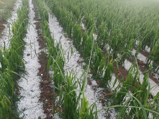 Clima, Coldiretti: «Con grandine su siccità danni ai raccolti nelle campagne lombarde» Clima, Coldiretti: «Con grandine su siccità danni ai raccolti nelle campagne lombarde»