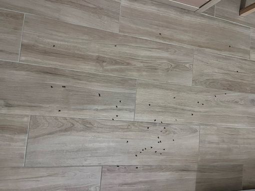 Olgiate, il problema delle mosche: «È tempo di risposte ufficiali»
