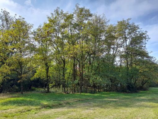 Nelle aree di Beata Giuliana in cui è previsto il nuovo ospedale non ci sono alberi di pregio, ma le associazioni nutrono preoccupazione sulle ricadute della loro perdita Nelle aree di Beata Giuliana in cui è previsto il nuovo ospedale non ci sono alberi di pregio, ma le associazioni nutrono preoccupazione sulle ricadute della loro perdita