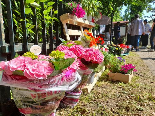 Gallarate, il giardino del liceo è tornato ad accogliere il pubblico Gallarate, il giardino del liceo è tornato ad accogliere il pubblico