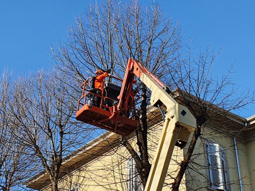 Potature a Busto, tocca a via Dante e parco Pastore