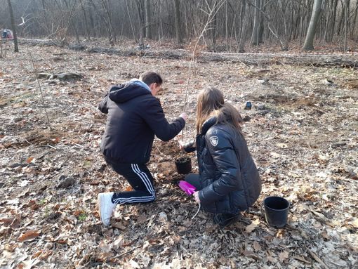 Nuovi alberi sul territorio: studenti gallaratesi in trasferta a Samarate Nuovi alberi sul territorio: studenti gallaratesi in trasferta a Samarate