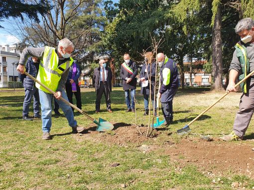 A Busto una pianta per le vittime del Covid: «Dopo l’inverno arriva sempre la primavera»
