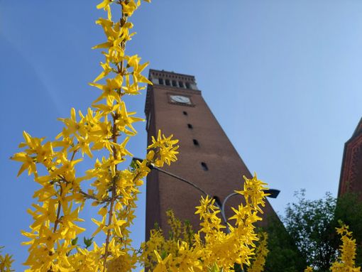 FOTO. A Castellanza le piazze e i giardini ci ricordano che l’inverno è ormai passato FOTO. A Castellanza le piazze e i giardini ci ricordano che l’inverno è ormai passato