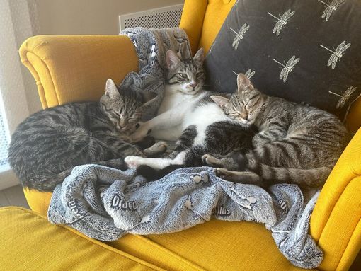 FESTA DEL GATTO/FOTO. «Noi che abbiamo portato a casa tre mici dal gattile: li trasformiamo in influencer per spronarvi ad adottare»