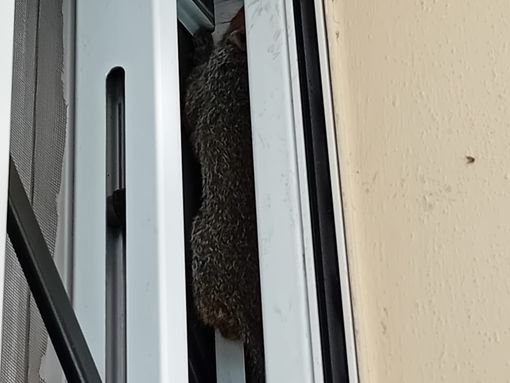 La Protezione Civile di Olgiate salva uno scoiattolo al Buon Gesù