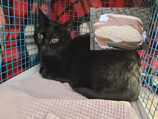 Tra poche ore è la Giornata del gatto: portate a casa Fumo, il micio abbandonato nel trasportino. «Perché merita una seconda chance ed è uno spettacolo» Tra poche ore è la Giornata del gatto: portate a casa Fumo, il micio abbandonato nel trasportino. «Perché merita una seconda chance ed è uno spettacolo»