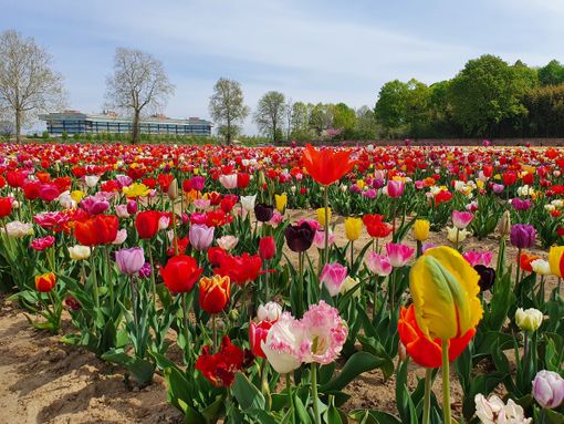 Seicentomila tulipani alle porte di Saronno: come e quando andare a raccoglierli Seicentomila tulipani alle porte di Saronno: come e quando andare a raccoglierli