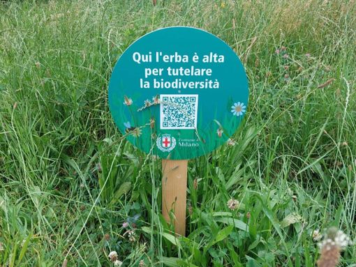 Milano raddoppia le aree a sfalcio ridotto e i prati fioriti Milano raddoppia le aree a sfalcio ridotto e i prati fioriti