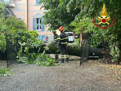 Alberi caduti tra Varese e Malnate a causa del violento temporale notturno