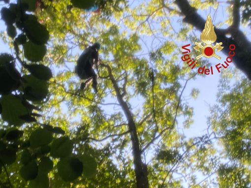 La donna intrappolata a 20 metri d'altezza su un albero (foto vigili del fuoco di Como)