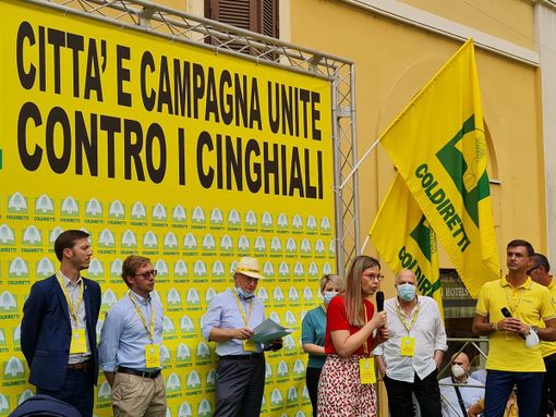 Cinghiali, Gadda (IV): «Si firmi subito decreto Bellanova per contenimento peste suina e revisione legge 157»