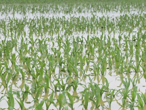 Maltempo, Lombardia: campi sommersi. Semine in tilt, a rischio orzo e frumento