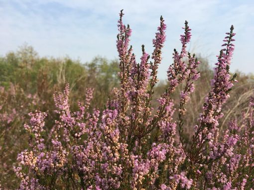 Parco del Ticino, «sulla difesa della Brughiera di Malpensa e Lonate si spacca il consiglio direttivo»