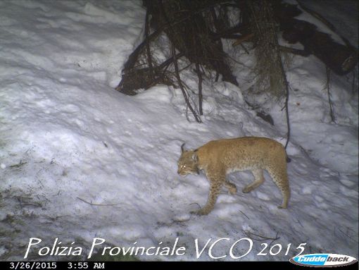 VIDEO. È tornata la lince sui monti della val d'Ossola: un filmato "cattura" lo splendido felino