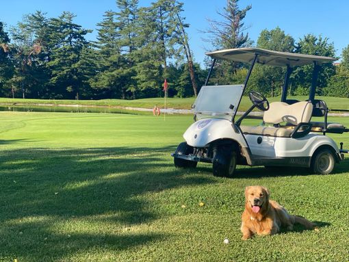 Giocare a golf con il proprio cane in provincia di Varese: possibile o impossibile? Giocare a golf con il proprio cane in provincia di Varese: possibile o impossibile?