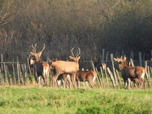 Selvatici in ferrovia sulla tratta Varese-Milano. Coldiretti: «Da strade e binari invasi a campi distrutti, problema sempre più grave»