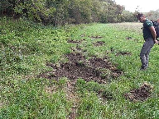 Cinghiali, Coldiretti: bene Regione su delega abbattimenti per agricoltori danneggiati