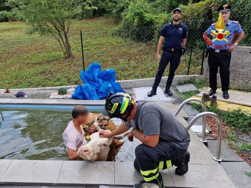 VIDEO E FOTO. Mucca scivola nella piscina di un'abitazione a Porto Valtravaglia. Salvata dai vigili del fuoco VIDEO E FOTO. Mucca scivola nella piscina di un'abitazione a Porto Valtravaglia. Salvata dai vigili del fuoco