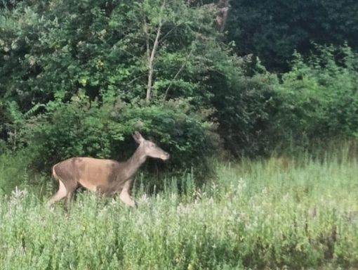 VIDEO. Senza perdere la meraviglia: gli incontri che la Valle Olona sa sussurrare alle prime luci del giorno