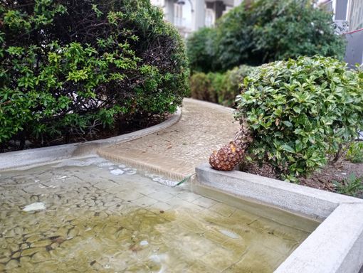 IL RACCONTO. Metti un ananas lungo un ruscello in centro a Busto