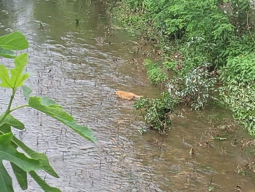 Alcune delle foto postate - per cortesia di Eliseo Sanfelice