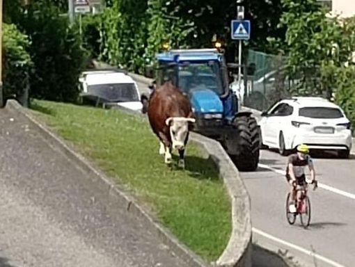 La mucca a passeggio sulla Provinciale a Daverio La mucca a passeggio sulla Provinciale a Daverio