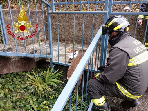 Il capriolo rimasto incastrato in un'inferriata a Dumenza liberato dai vigili del fuoco