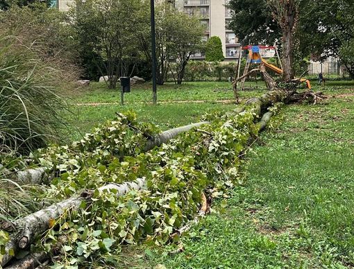 Busto, cade un albero nel parco Carlo Maria Piazza