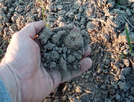 I danni della siccità in provincia di Varese: 8 milioni e 200mila euro le perdite registrate da 485 aziende agricole I danni della siccità in provincia di Varese: 8 milioni e 200mila euro le perdite registrate da 485 aziende agricole