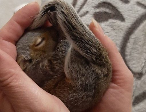 Uno degli scoiattoli recentemente soccorsi da Casaringhio, in fase di svezzamento