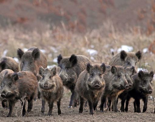 Cinghiali, l’arrivo della peste suina è «un disastro annunciato». Nel Varesotto selvatici fuori controllo