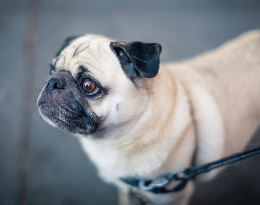 Pipì dei cani da lavare: «Non una proposta contro gli animali, ma a tutela del decoro» Pipì dei cani da lavare: «Non una proposta contro gli animali, ma a tutela del decoro»