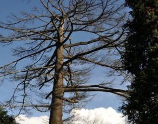 Cominciati al Parco ex Ila i lavori di manutenzione del verde. Abbattuti alberi morti e pericolosi