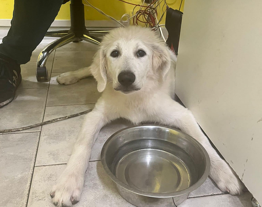 Il cagnolone trovato sul canale e assistito dagli agenti