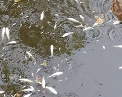 I pesci morti nel torrente Lura in una foto da IlSaronno.it