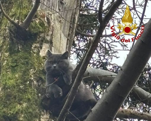 Gatto bloccato da giorni su un albero a Varese, salvato dai vigili del fuoco Gatto bloccato da giorni su un albero a Varese, salvato dai vigili del fuoco