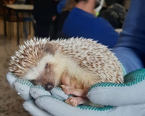 Un corso di primo soccorso per i ricci con Casaringhio