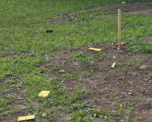 A Marnate i vandali distruggono le piantine dei bimbi del San Luigi A Marnate i vandali distruggono le piantine dei bimbi del San Luigi