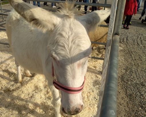 Agrivarese è anche una grande festa per i più piccoli Agrivarese è anche una grande festa per i più piccoli
