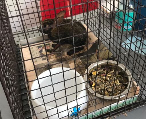 Maxi incendio a Saronno: Enpa si occupa di un coniglietto ustionato (ce ne sono molti morti)