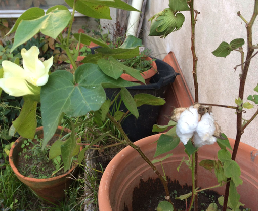 La gara buona del cotone a Busto Arsizio