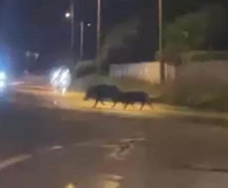 Cinghiali a spasso per Samarate: «Guidate con prudenza»