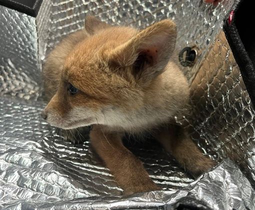 Il cucciolo di volpe trovato a Samarate - Foto dalla pagina Fb di Casaringhio Il cucciolo di volpe trovato a Samarate - Foto dalla pagina Fb di Casaringhio