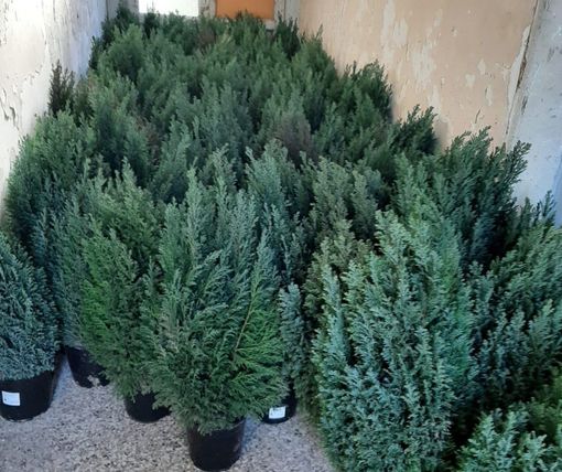L'Albero di Natale? A Olgiate lo affida il Comune: «Cento abeti che poi ripianteremo»