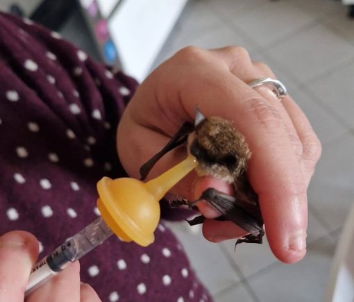 Pippi il pipistrello si rimette in forma per tornare a essere un divoratore di zanzare