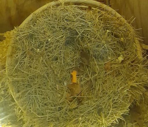 Il Bambino ferito e quella manina nella culla: accertamenti in corso a Fagnano Il Bambino ferito e quella manina nella culla: accertamenti in corso a Fagnano