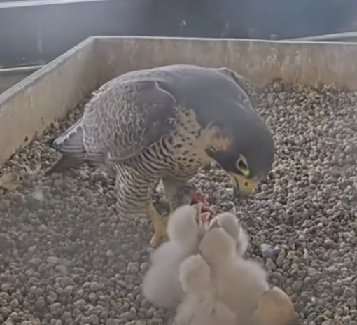 Giulia & Giò, la famiglia sul grattacielo ora è al completo. Il bellissimo omaggio dei loro amici umani sui social Giulia & Giò, la famiglia sul grattacielo ora è al completo. Il bellissimo omaggio dei loro amici umani sui social